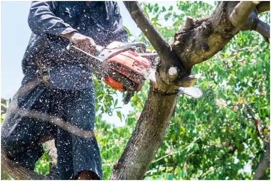 tree services Stanwood